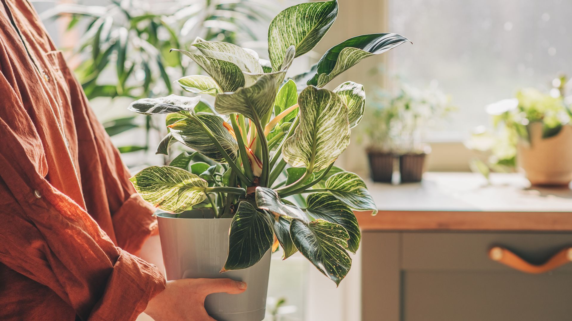 The real reasons why your houseplant leaves are turning yellow
