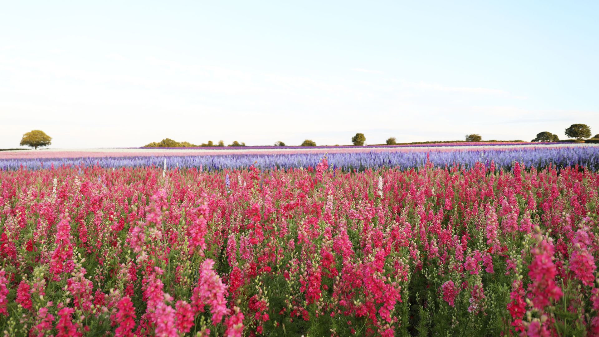 Shropshire Petals