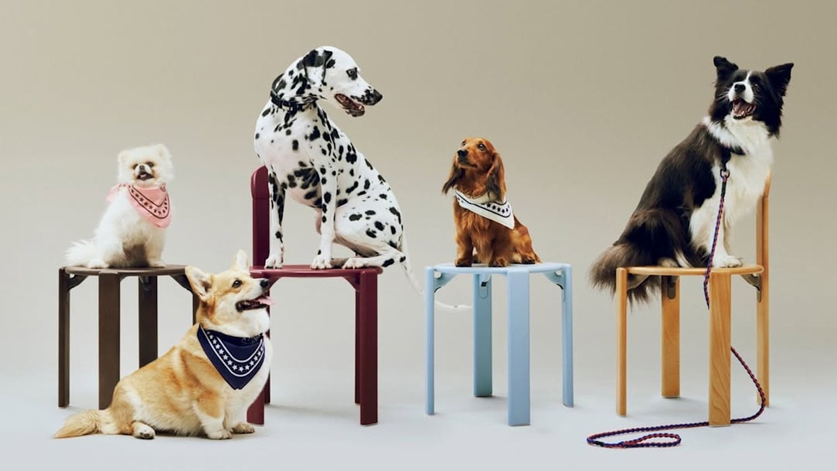 Gift Guide: Luxury gifts for pets 2025 - HELLO! Magazine