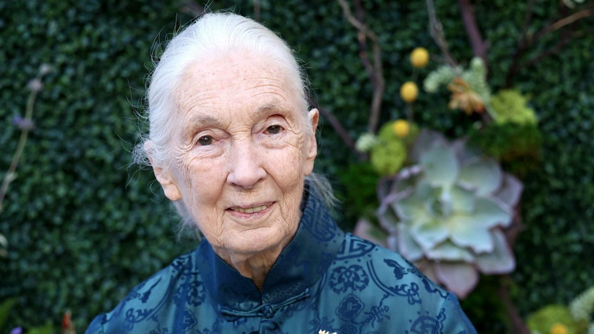 Conservationist and chimpanzee researcher Jane Goodall dies aged 91 - cause of death and family she leaves behind