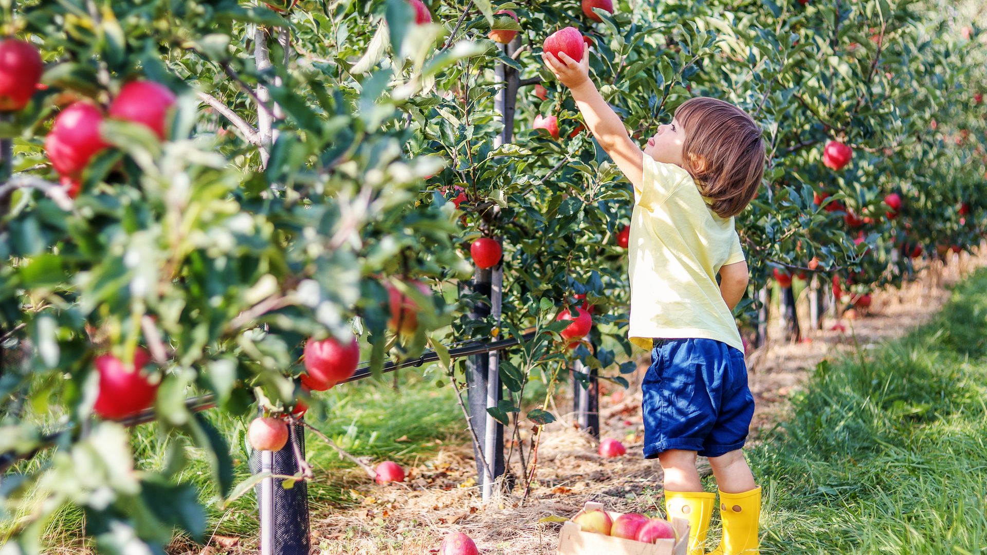 The best pick-your-own fruit farms 1 hour from London crumble-lovers need to visit ASAP