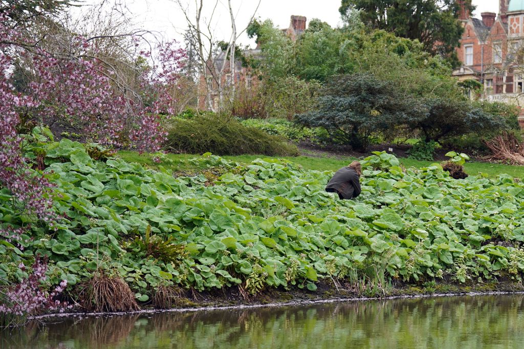 Butterbur, which has been used to create a dress that features in a new exhibiton 'Royal Garden Waste to Fashion's Future', grows on the side of the lake at Sandringham House, on the Sandringham Estate in Norfolk. The exhibition is a collection of 26 innovative garments and accessories created using plant waste taken from Royal Gardens including Sandringham, Highgrove and The Castle of Mey. Picture date: Tuesday March 19, 2024. (Photo by Joe Giddens/PA Images via Getty Images)