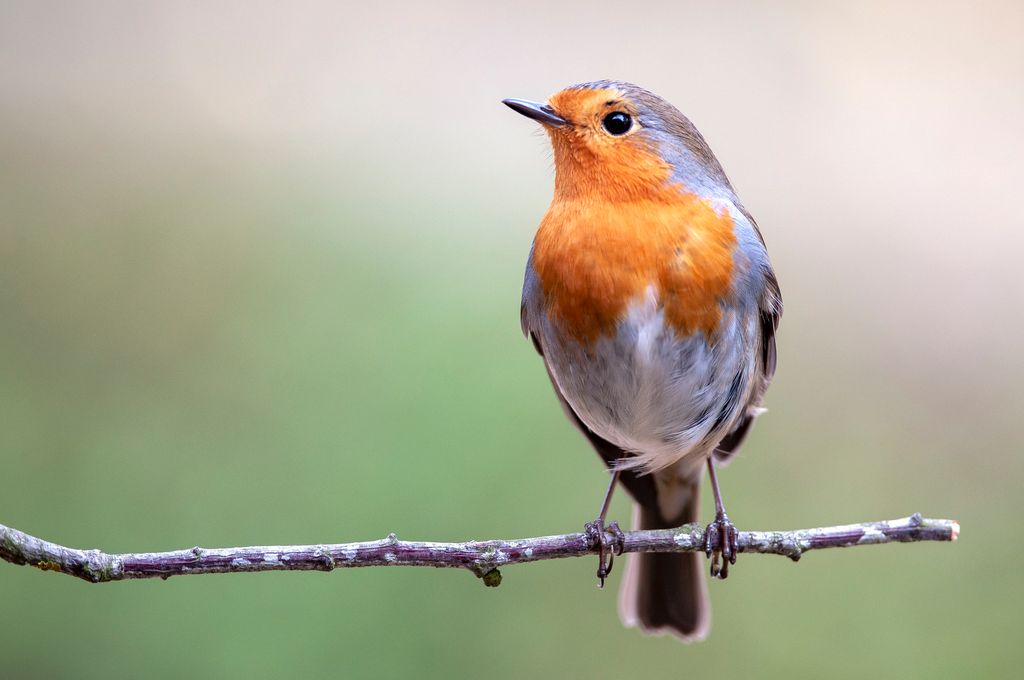 A robin