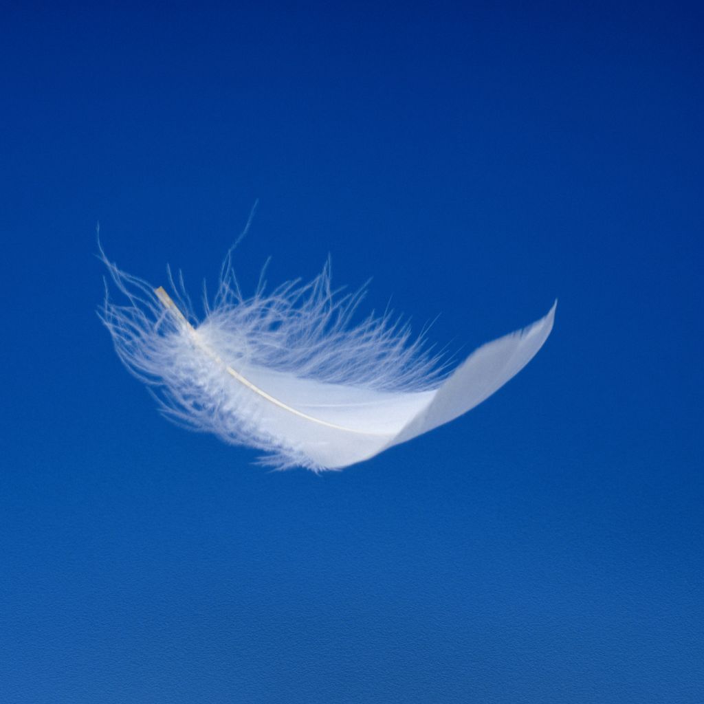 A white feather