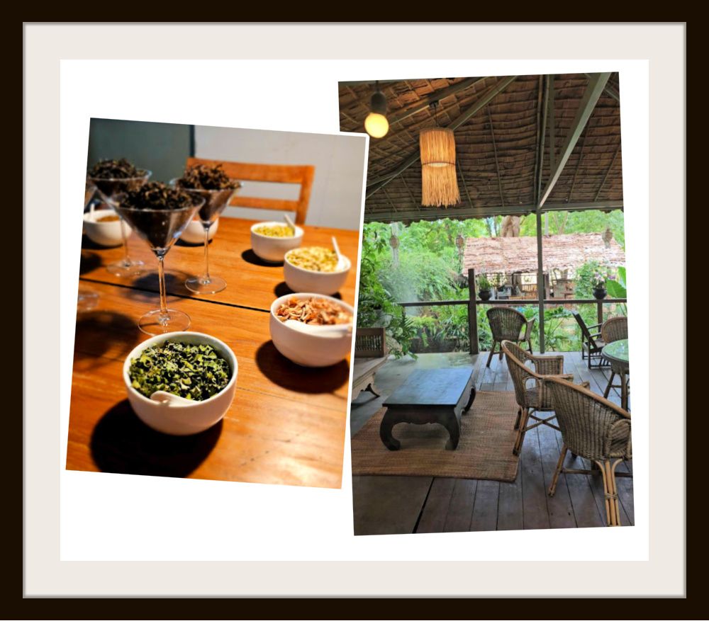 chiang mai thailand monsoon monteaco tea co visit.