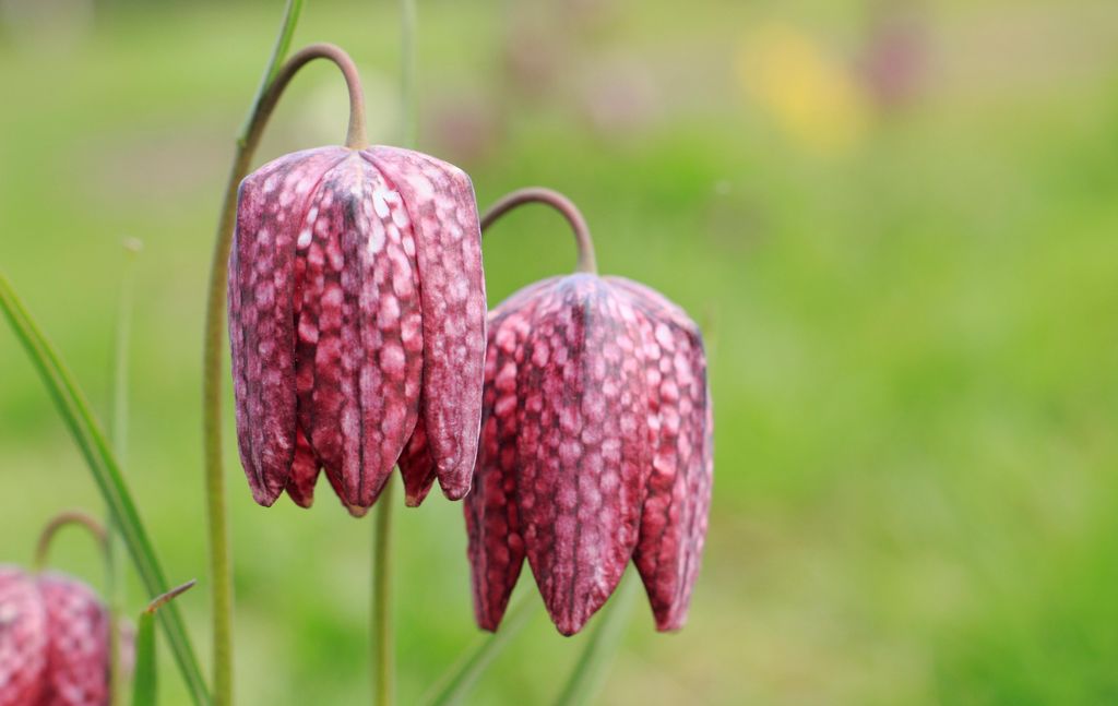 Fritillaria meleagris, Snake's head blossom plant