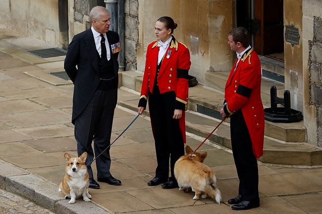 prince andrew corgis