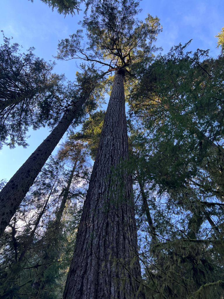 Forest bathing at Capilano River, British Columbia