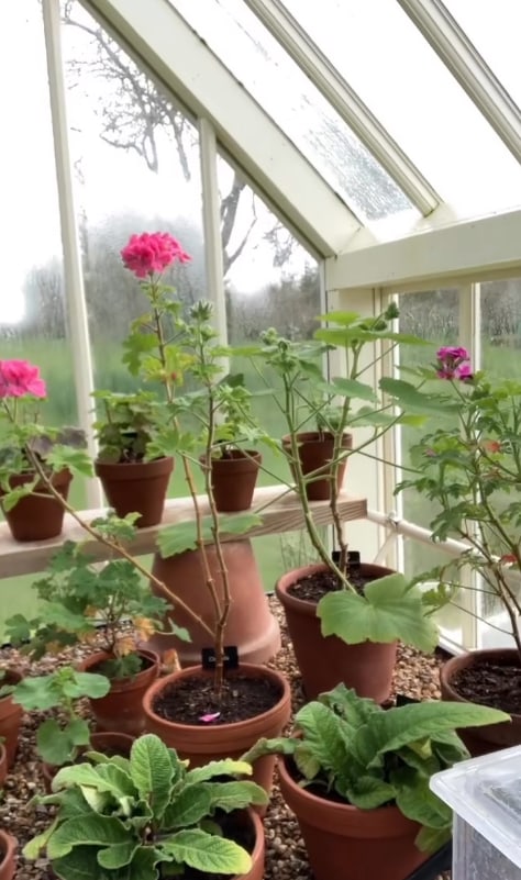 Interior shot of potted flowers on shelves in Alan Titchmarsh's greenhouse