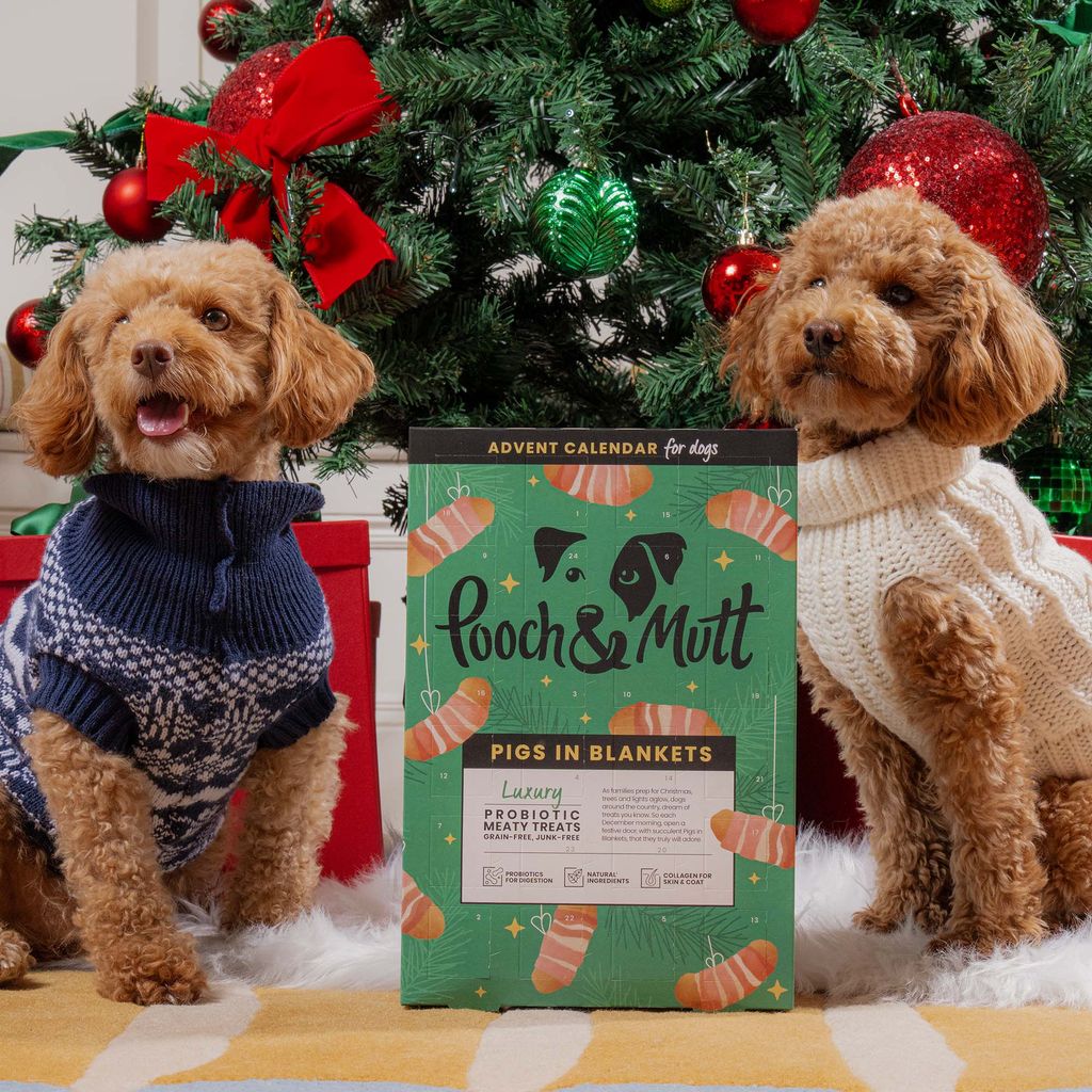 two fluffy dogs posing by Christmas tree with advent calendar