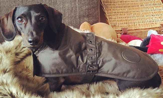 Declan Donnelly thanks supervet for saving his dog | HELLO!