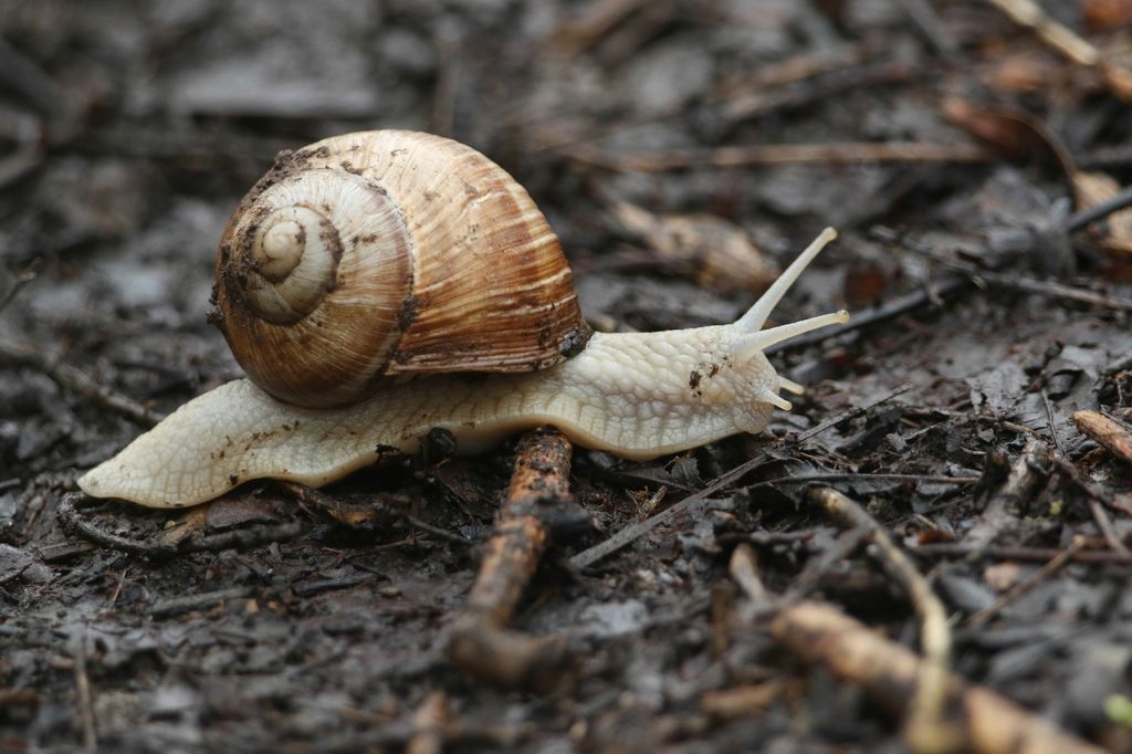 Snails and slugs can be a bother for gardeners