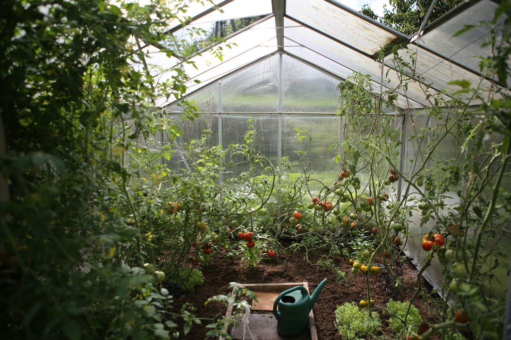 greenhouse with tomato plants