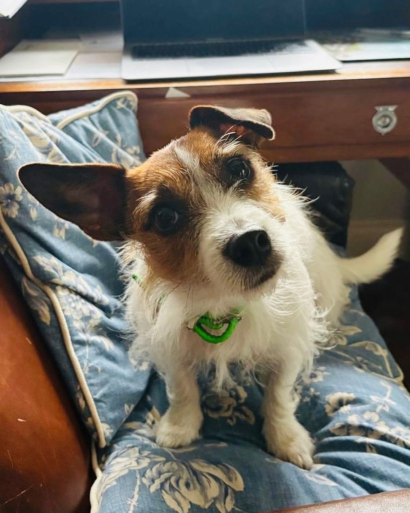 Picture of dog looking towards the camera