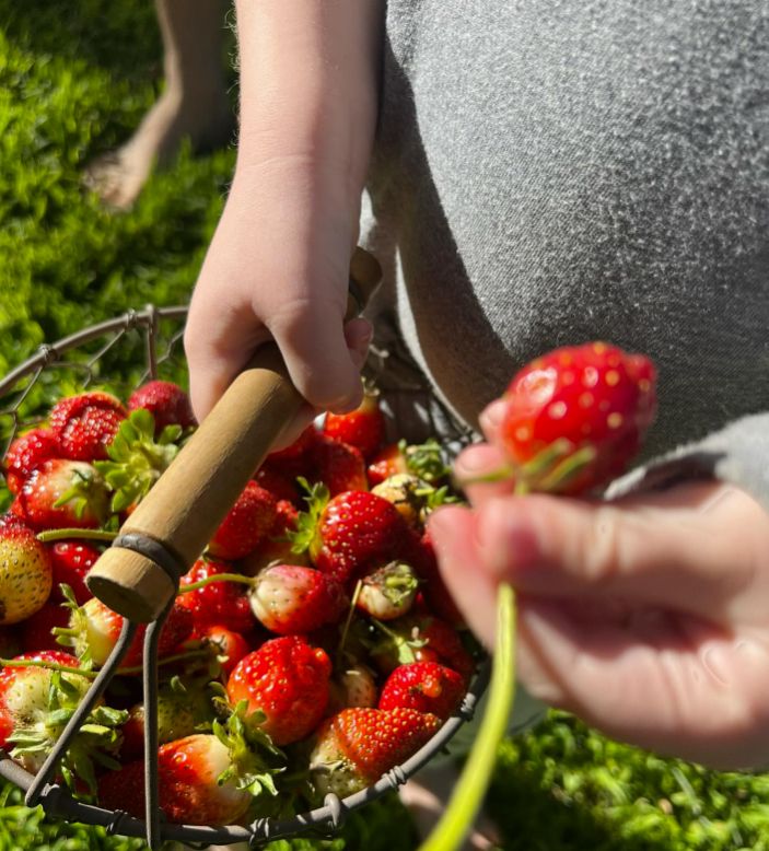 A young girl picking strawberries