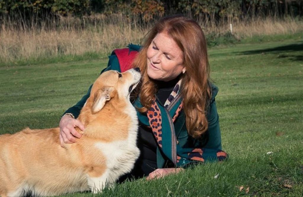 Sarah Ferguson lying in grass posing with Queen corgis