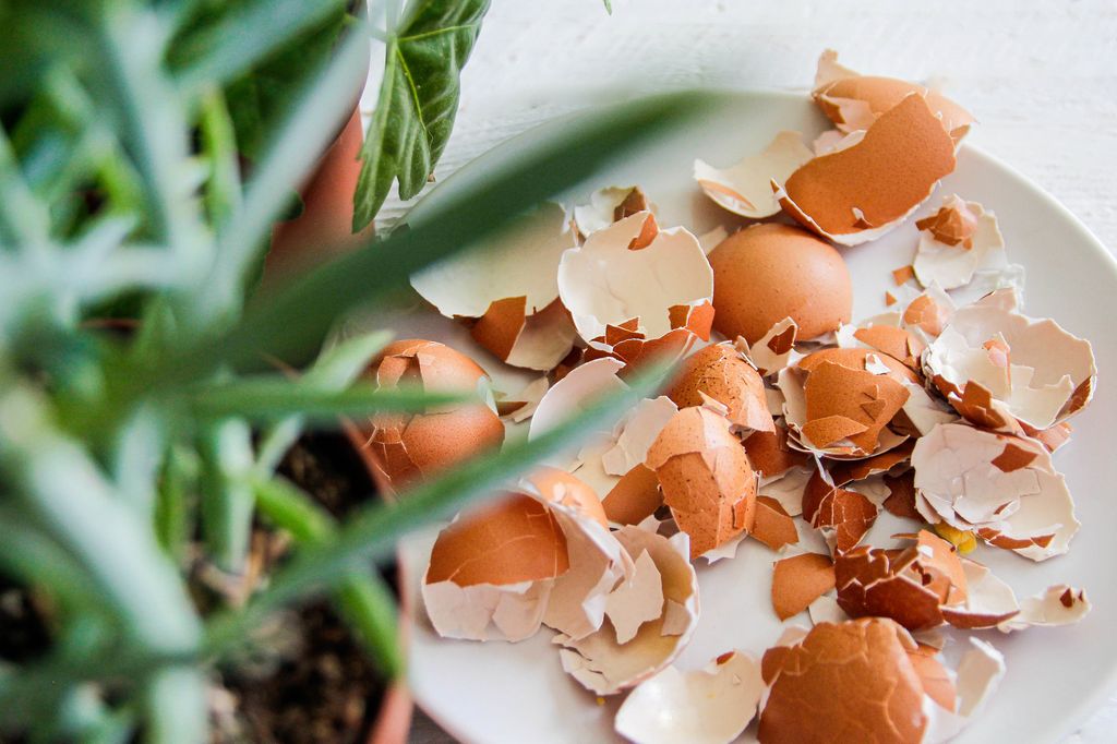 egg shells