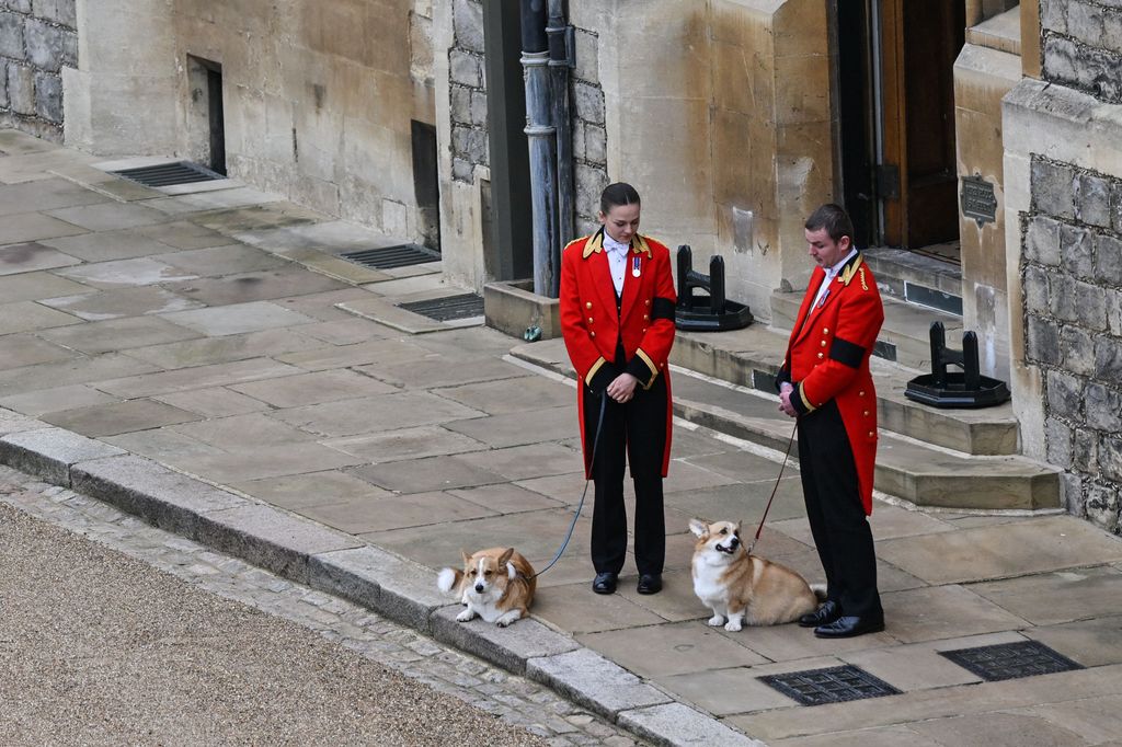 The Queen's corgis, Muick and Sandy are walked inside Windsor Castle on September 19, 2022, ahead of the Committal Service for Britain's Queen Elizabeth II.