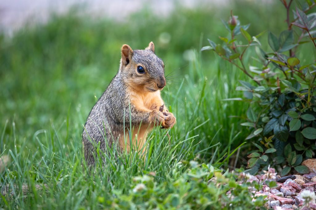 Squirrel in grass