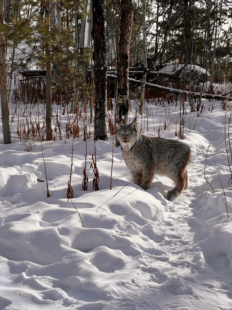 Canada Lynx pictured at The Yukon Wildlife Preserve