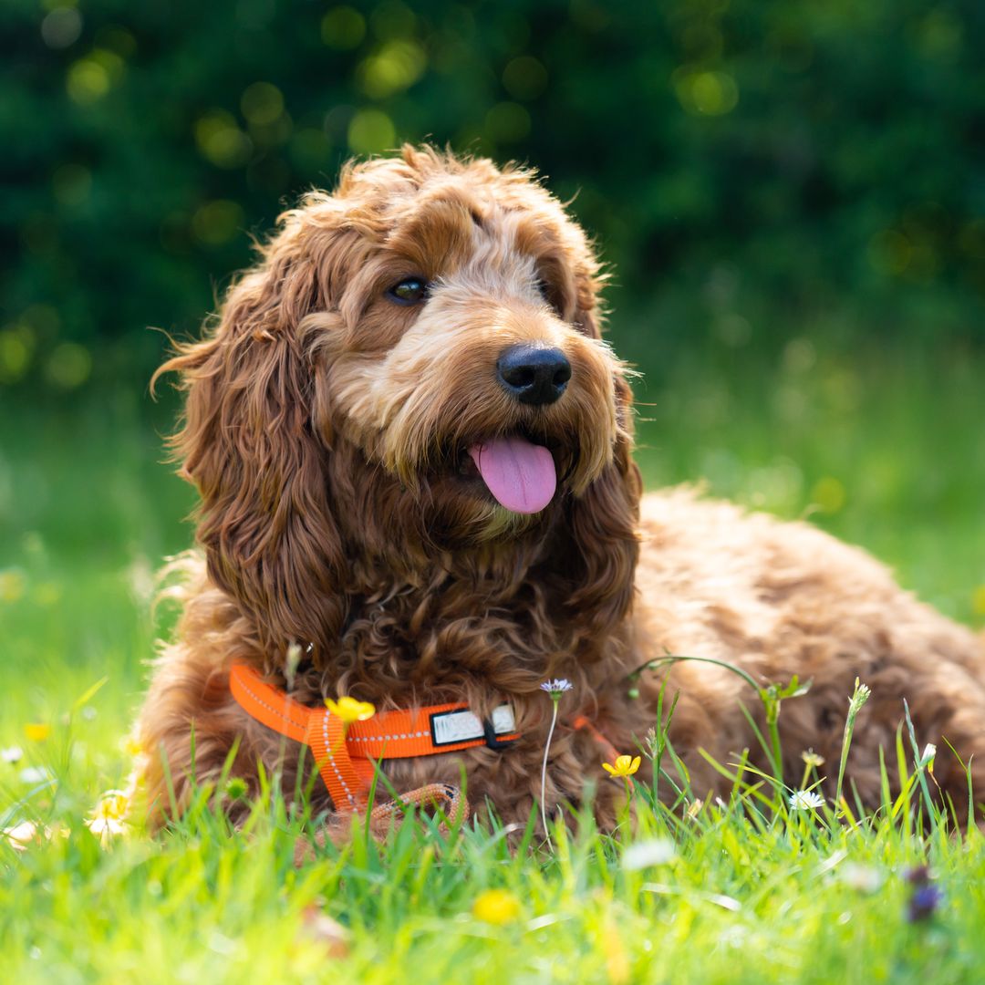 Dog breeds prone to weight gain - and how to tackle obesity without 'dogzempic'