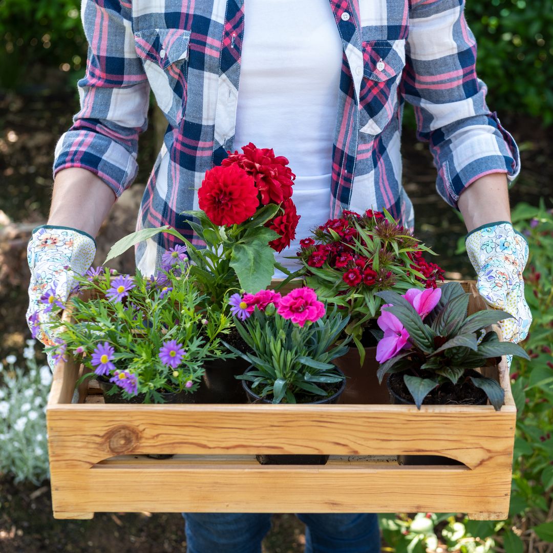 Gardening experts reveal July is the 'last chance' for these plants – and the 'detrimental' mistakes you're making