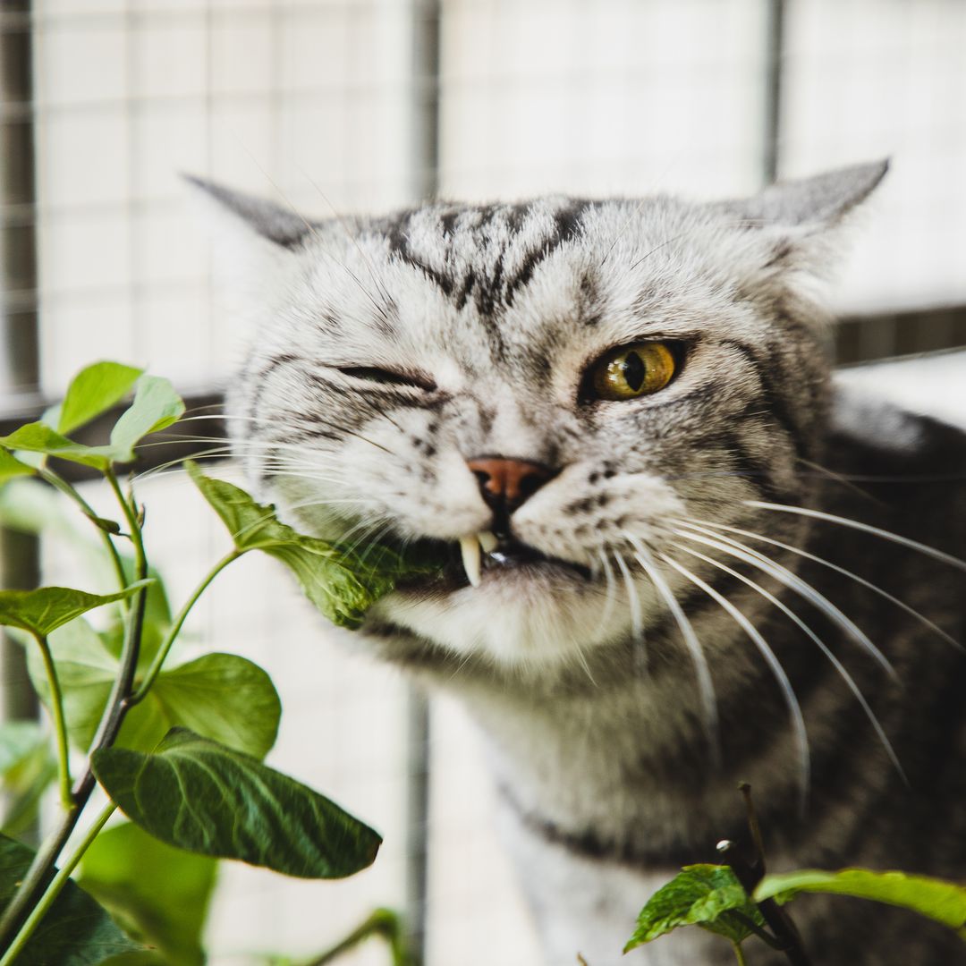 7 cat-friendly houseplants that are safe for your pets - and low maintenance