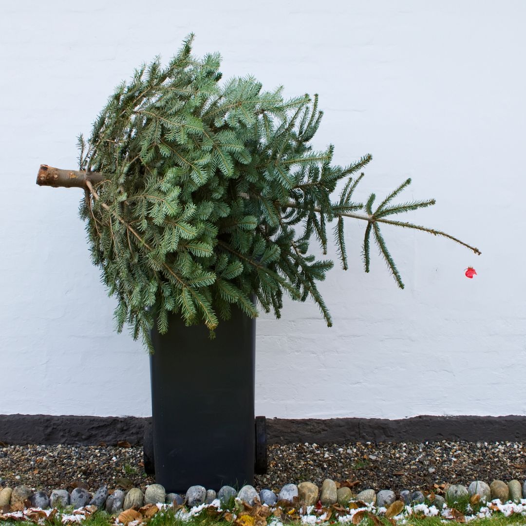 5 Eco-friendly ways to dispose of your Christmas tree sustainably