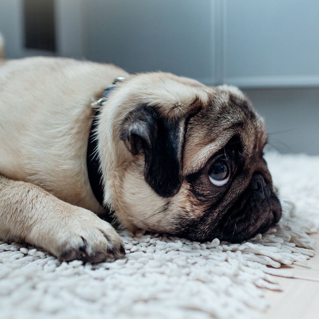 16 gifts to cheer up lonely friends & loved ones - go on, make their day on Random Acts of Kindness Day