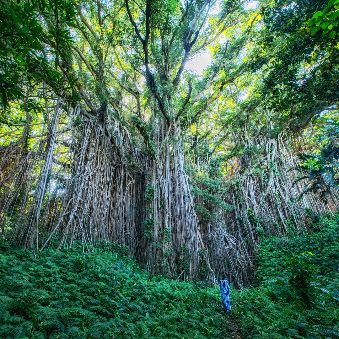 forest in Vanuatu