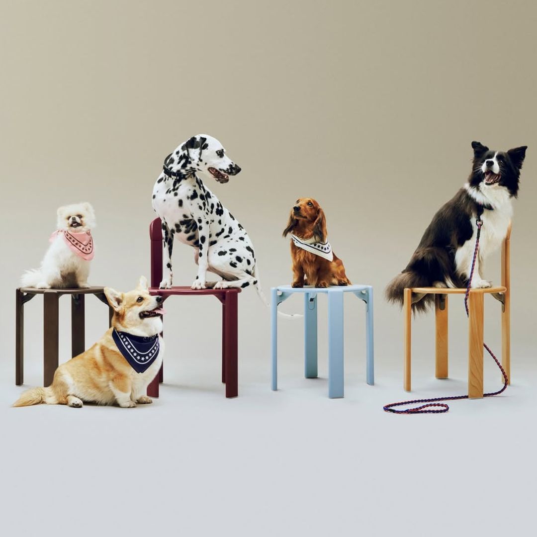 Luxury gifts for pets 2025
