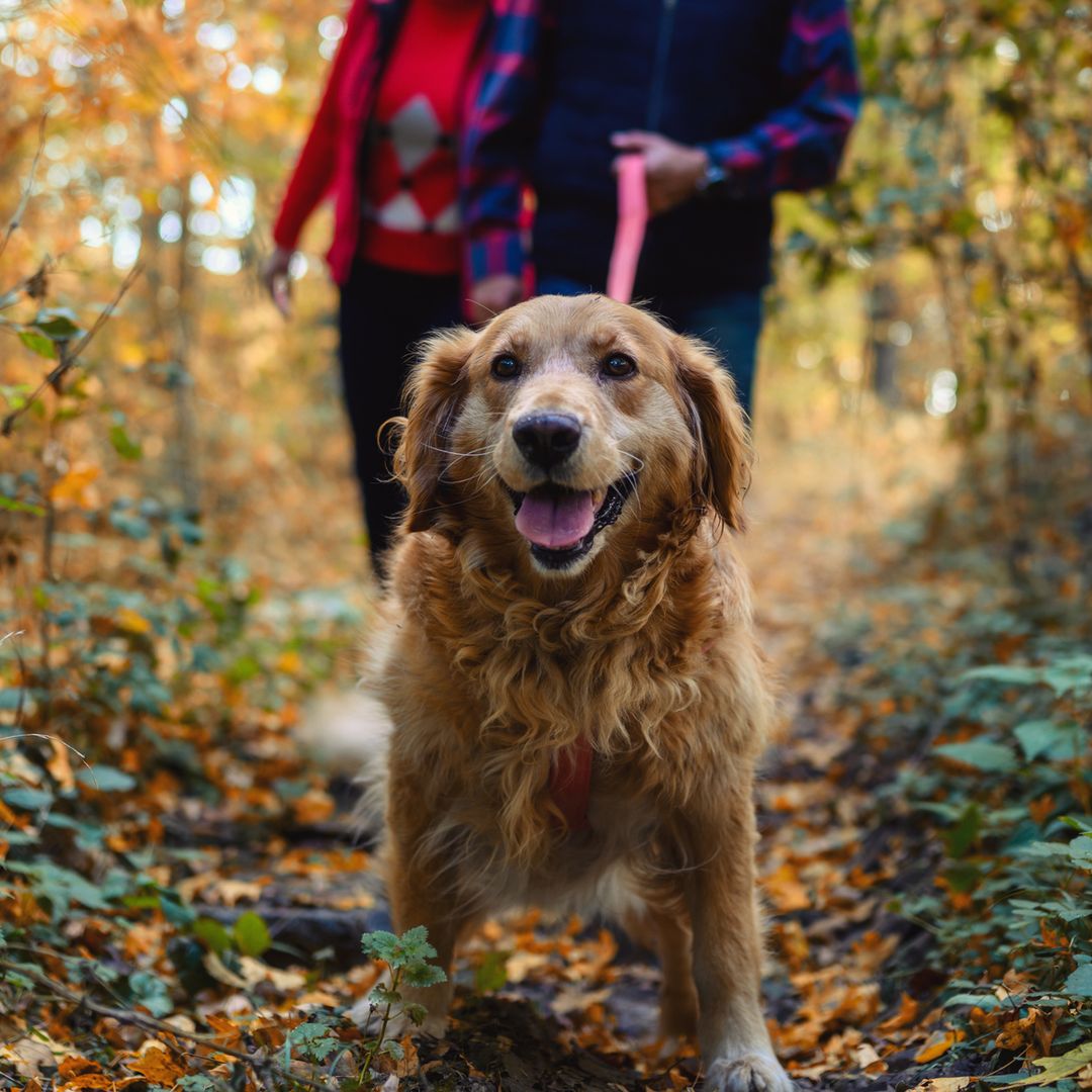 Dr Suzanne Moyes shares how you can keep your dog safe from 'poisonous' trees on autumn walks