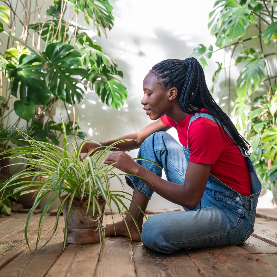 Spider plant beginner's guide: the easiest houseplant that cleans air and relieves stress