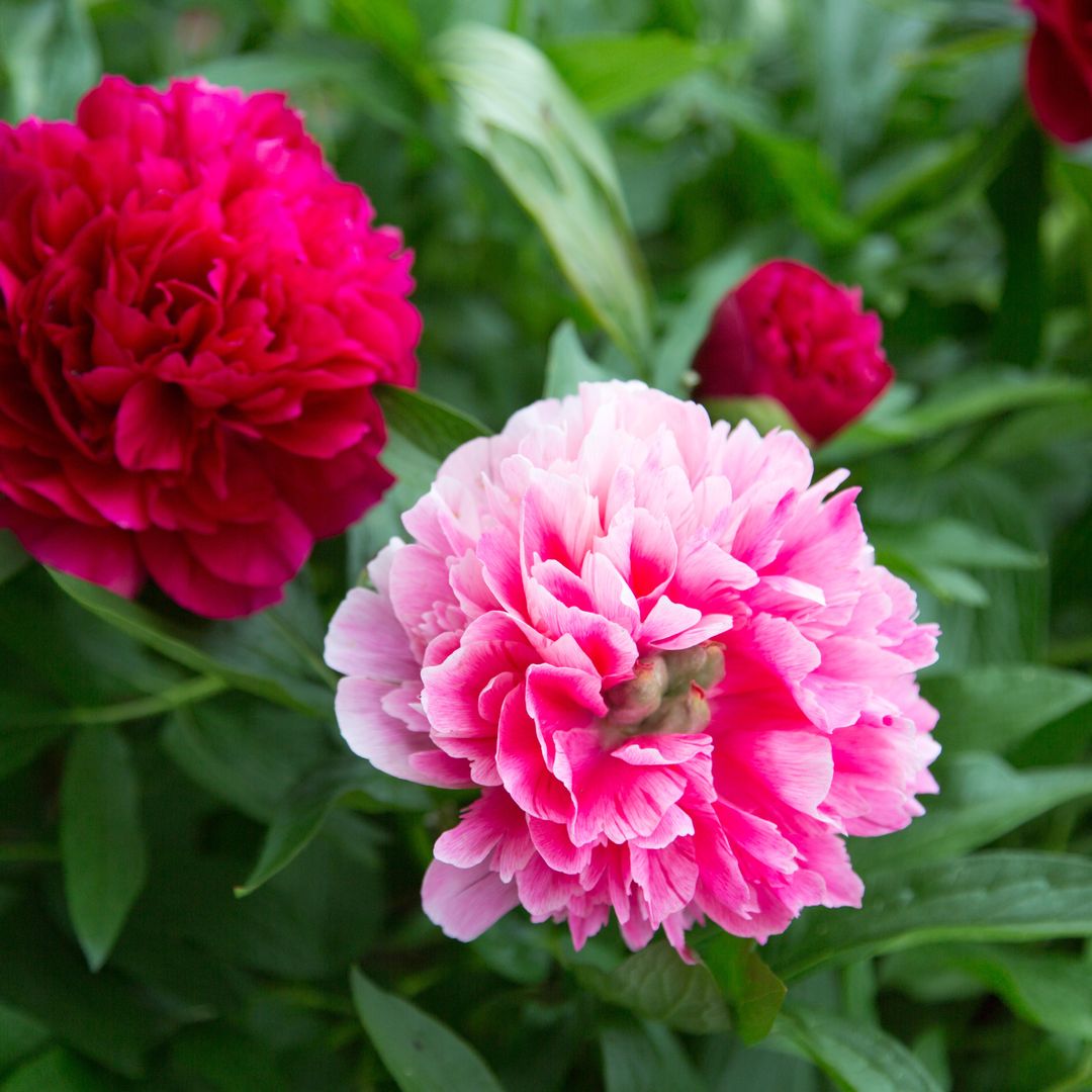 8 retro flowers to grow now to remind you of your childhood