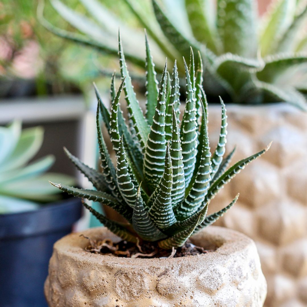 The one houseplant that's beautiful, hard to kill and easy to care for