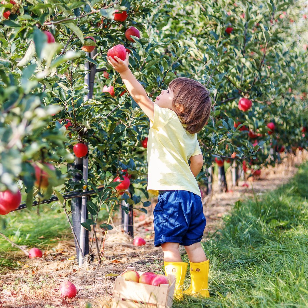 The best pick-your-own fruit farms 1 hour from London crumble-lovers need to visit ASAP