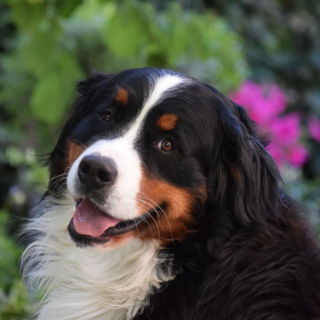 Signs your dog is happy - including what the 'zoomies' really mean