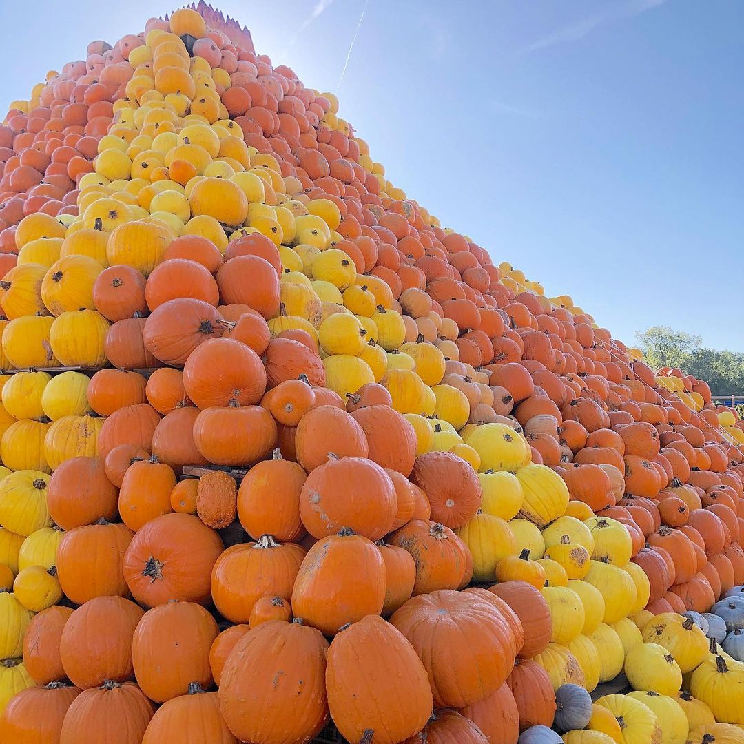 The best pumpkin patches within 2 hours of London you need to visit for Halloween 2025