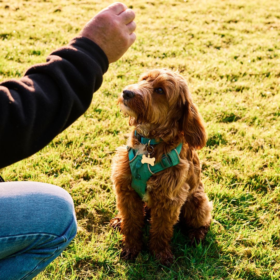 Do dogs have long-term memory? Experts reveal truth about what they remember