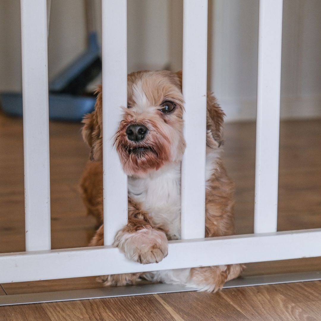 7 ways renters can dog-proof their home, according to experts