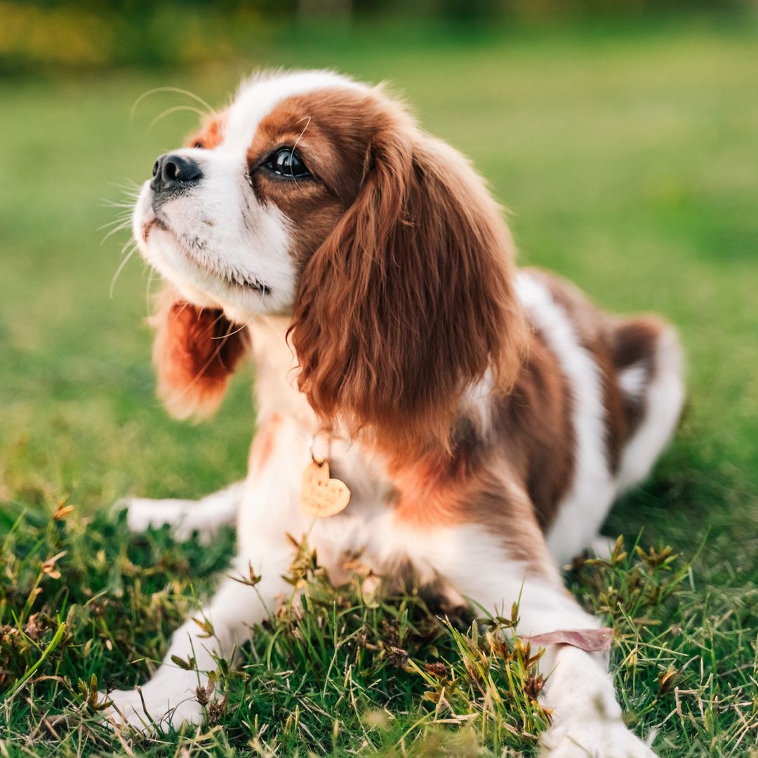 Expert reveals 7 dog breeds that make perfect companions for retirees