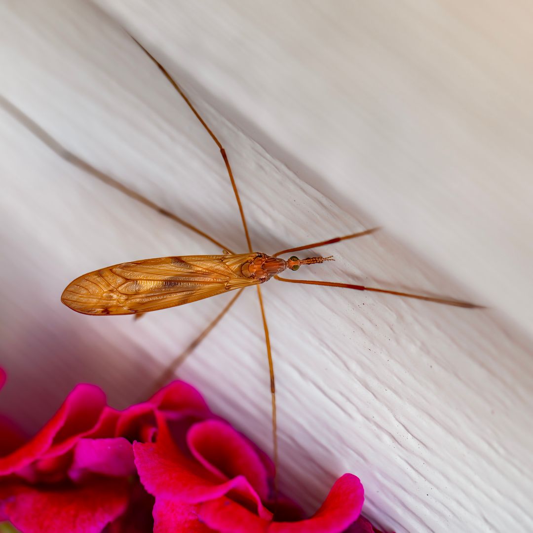 7 pests you'll see more of in autumn – and how to get rid of them
